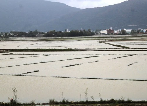 Hàng chục hecta lúa mới gieo sạ bị thối vì ngập lụt