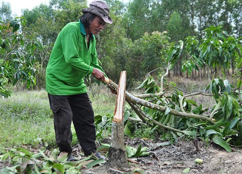 Người dân lo mất Tết vì voi rừng tàn phá rẫy trái cây