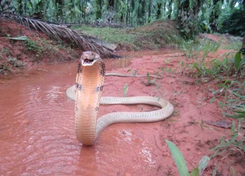 Malaysia: Đi câu cá, chết thảm vì hổ mang chúa khổng lồ