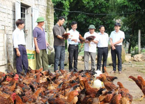 Ninh Bình: Nhiều nông dân thu tiền tỷ từ nuôi gà, chăn lợn