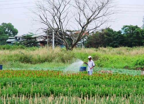 Ngàn hoa chớm nụ tại nơi "sản xuất đồ chơi Tết" lớn nhất Sài Gòn