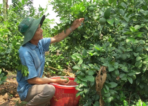 Cầu kỳ trồng chanh xuất khẩu sang Hàn Quốc, lãi cao lại không lo ế