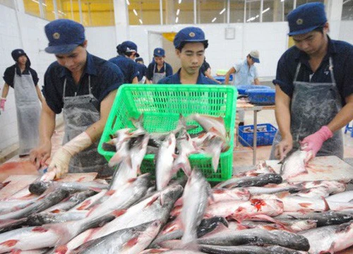 Giá cá tra đạt đỉnh, người Trung Quốc ngày càng mê ăn cá tra Việt