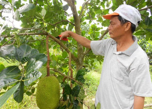 Giá mít Thái tăng cao ngất ngưởng, bán 1kg nông dân lời 30.000 đồng