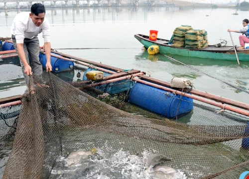 Hơn 10.000 con cá chẽm đợi Tết, dân nuôi lồng bè tính thu lợi lớn