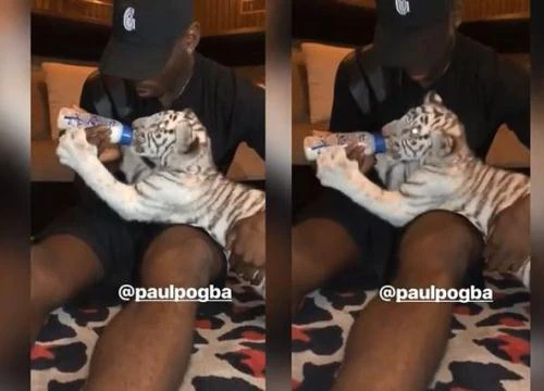 Sốc với cảnh Paul Pogba làm 'bảo mẫu' cho hổ