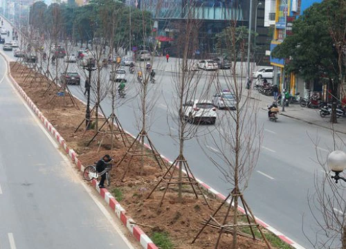 Tranh cãi việc trồng phong lá đỏ ở đường phố Hà Nội