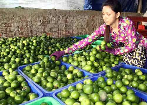 Trồng chanh không hạt, không những hết nghèo còn tiền tỷ tậu ô tô