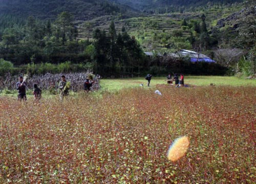 Rộn ràng mùa gặt... tam giác mạch