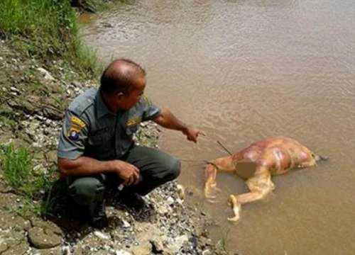 Indonesia: Đười ươi bị bắn 17 phát rồi chặt đầu