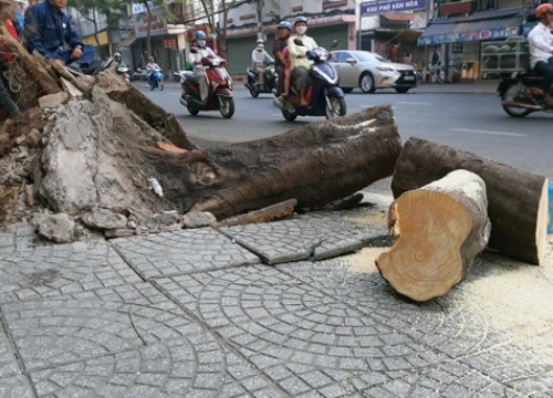 Cây xanh bật gốc đè 4 người bị thương