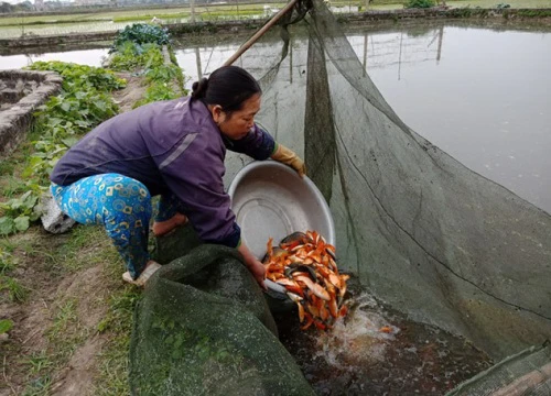 Làng cá chép sẵn sàng "phương tiện" đưa ông Táo chầu trời