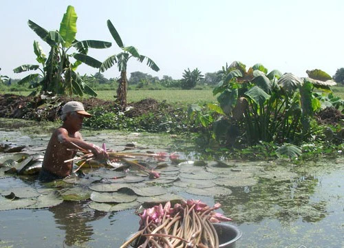 Tết tha hương ở vùng ven Sài Gòn