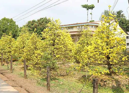 Chiêm ngưỡng những cụ mai tiền tỷ ở Vĩnh Long