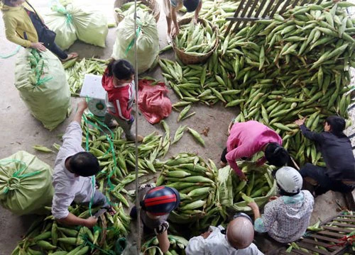 Chợ chỉ bán duy nhất một mặt hàng ở Sài Gòn