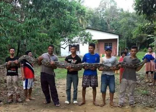 Malaysia: Bắt trăn khổng lồ dài 6m, cần tới 7 người khiêng