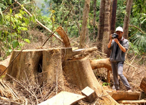 Khởi tố hình sự vụ "hạ sát" rừng phòng hộ Sông Kôn