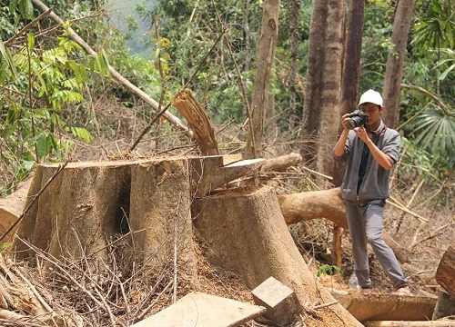 Quảng Nam: Tan nát rừng phòng hộ Sông Kôn