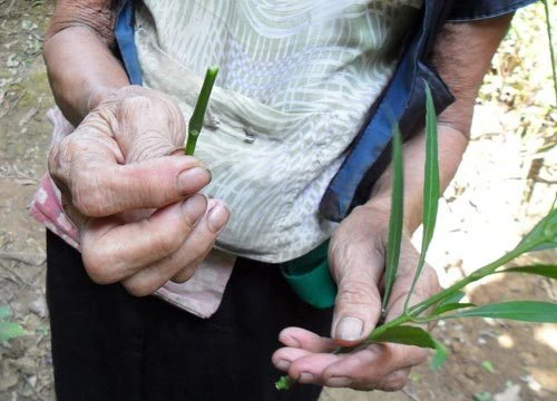 Phá thai bằng que nứa, một thai phụ tử vong