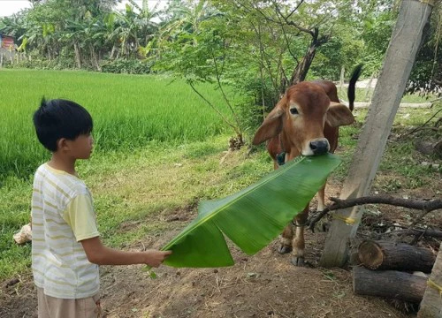 Vụ bò giống cấp phát được bán cho lò mổ: Người sai phải trả lại tiền cho nhà nước