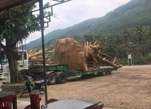 Cây như 'quái thú' lại vi vu trên QL1A, phạt chủ xe gần 100 triệu