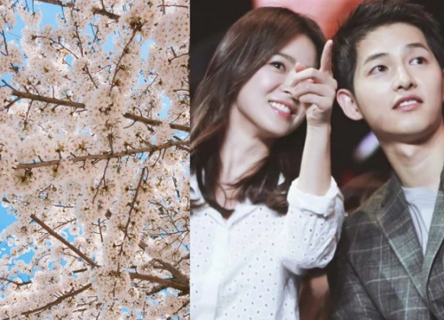 Dính nhau đến thế là cùng, vợ chồng Song Joong Ki và Song Hye Kyo rủ nhau đi ngắm hoa anh đào lãng mạn