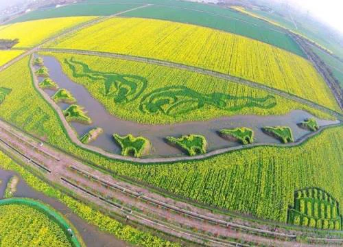 Mãn nhãn ngắm thảm hoa cải vàng ở Trung Quốc