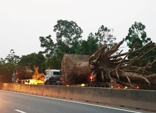 Tổ công tác đặc biệt của Cục CSGT nói về vụ xe chở cây "quái thú"