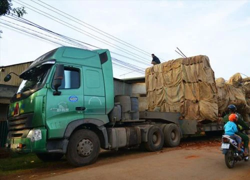 Truy nguồn gốc cây khủng vận chuyển xuyên Việt: Rối như tơ vò