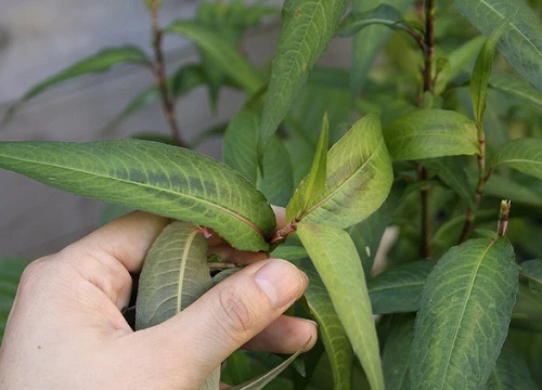 Ăn rau răm có bị yếu sinh lý không?