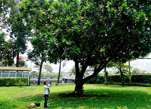 Bàng vuông Trường Sa tỏa bóng mát giữa Sài Gòn