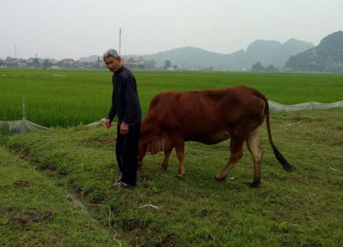 Nực cười chuyện chăn thả trâu bò phải đóng... phí đồng cỏ