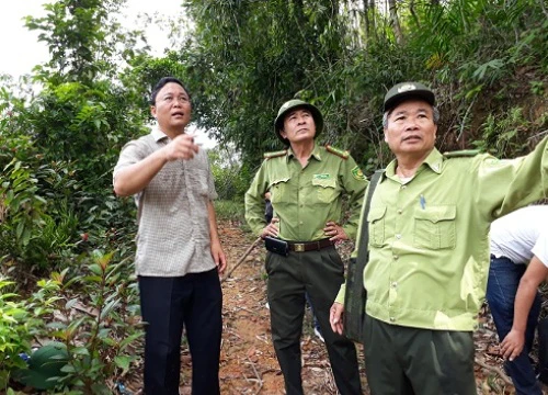 Quảng Nam yêu cầu chấn chỉnh bộ máy kiểm lâm sau nhiều vụ phá rừng