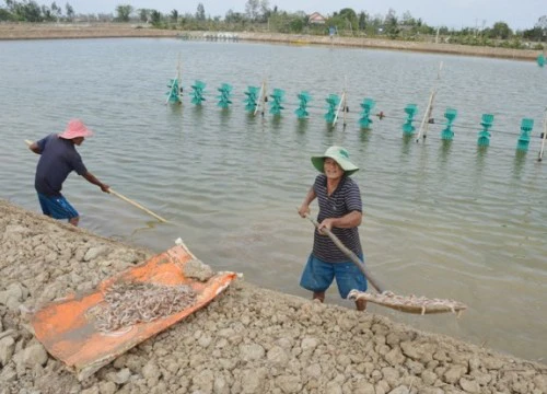 Vụ ném thuốc độc làm chết hàng triệu con tôm: Khởi tố vụ án