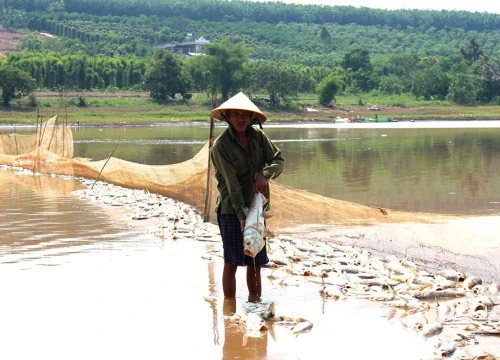 Hàng chục tấn cá bất ngờ chết trắng, người dân lâm cảnh khốn cùng