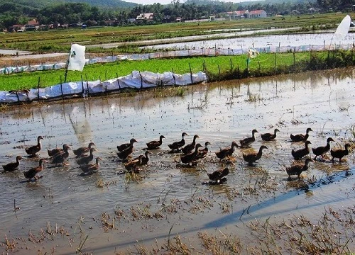 Oái ăm chuyện vịt thả rông nhặt lúa ngoài đồng &#8220;cõng&#8221; phí