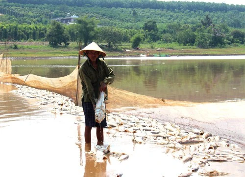 Tìm ra nguyên nhân khiến hàng chục tấn cá chết trắng hồ thủy lợi