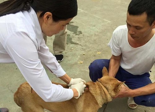 Nguy cơ bùng phát bệnh dại trong mùa hè Phan Hậu Phan Hậu ph