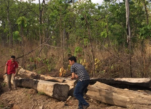 Công an tỉnh Đắk Nông thông tin vụ bắt trùm gỗ lậu Phượng "râu"