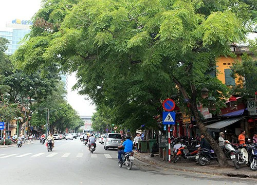 Hà Nội di dời hàng sưa đỏ quý hiếm để làm Metro