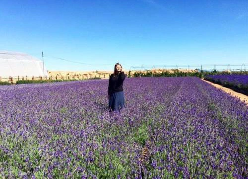 'Lịm tim' trước cánh đồng hoa lavender tím biếc ở Đà Lạt