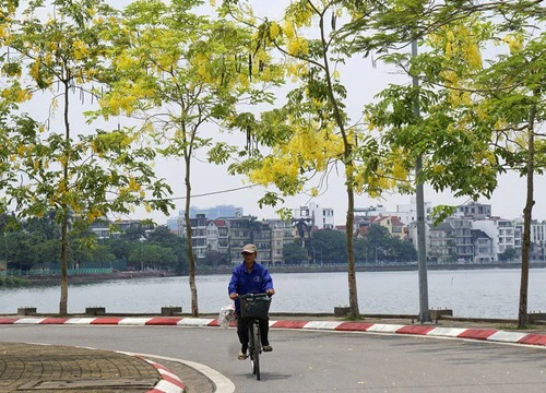 Hoa muồng hoàng yến nhuộm vàng con đường ven hồ Hà Nội