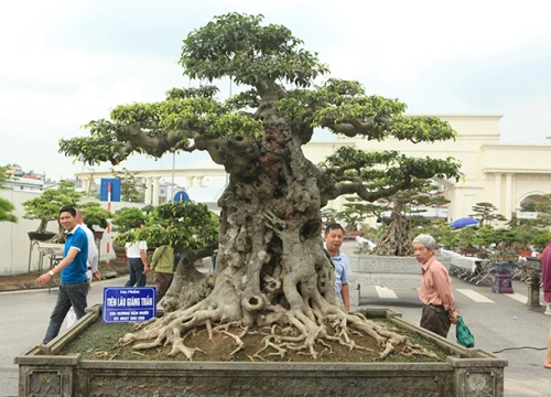 Ngọn cây sanh "tiên lão giáng trần" gây sửng sốt giới chơi cây