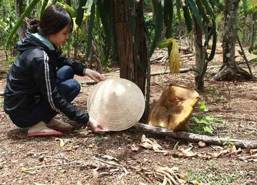 Cây nấm lạ sau ít giờ xuất hiện đã phát triển thành nấm khổng lồ