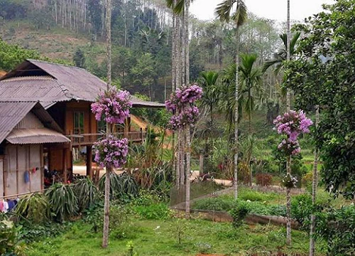 Lạ mà hay: Cho lan "sống chung" với cây cau, ngắm hoa đẹp ngỡ ngàng