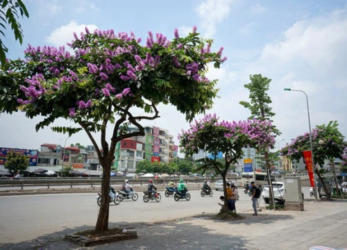 Mùa hoa bằng lăng nở tím trời Hà Nội