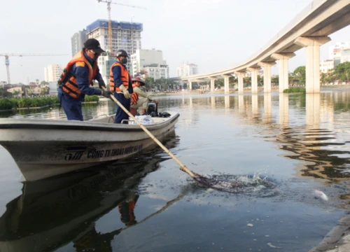 Ảnh: Vớt hàng bao tải cá chết, "sơ tán" cá sống ở hồ Hoàng Cầu