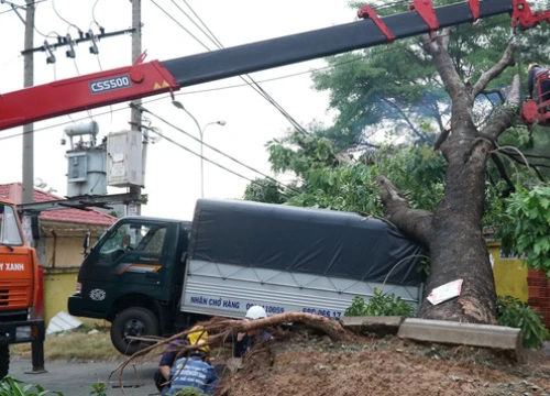 Mưa lớn, đại thụ bật gốc đè xe tải, kéo đổ nhiều trụ điện