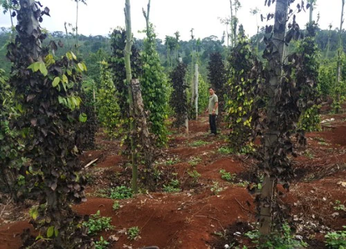 Điều tra thông tin giang hồ phá cây trồng đòi tiền bảo kê