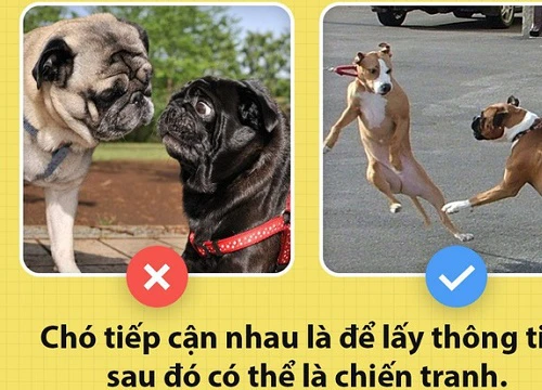 Tôi là chó đây và các ông đang làm tôi thấy mệt mỏi đấy!